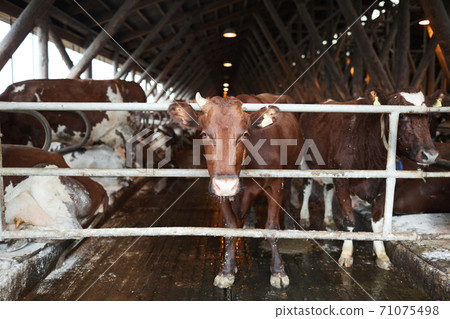 Young Cow at Farm 71075498