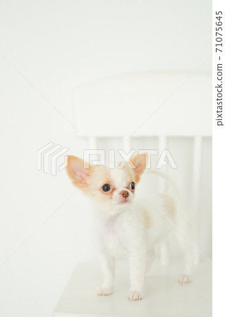 Chiwawa的小狗坐在椅子上 71075645
