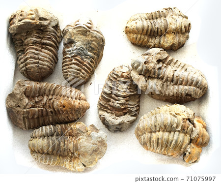 old trilobite collection 71075997