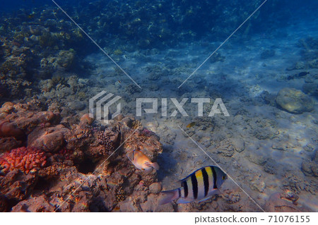 coral reef in egypt as ocean background 71076155