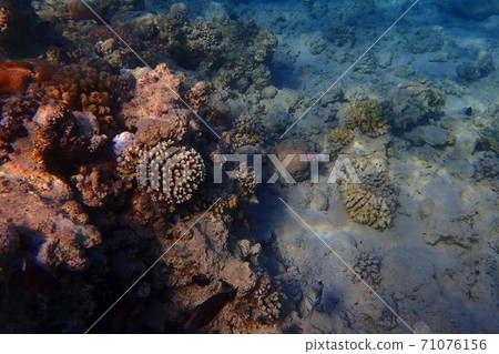 coral reef in egypt as ocean background coral reef in egypt as ocean background 71076156