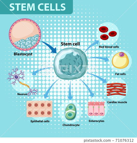 Information poster on human stem cells 71076312