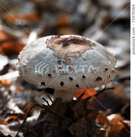 Young parasol mushroom (Macrolepiota procera or Lepiota procera) growing in forest 71076364
