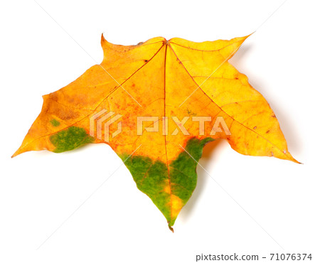 Multicolor autumn maple leaf Multicolor autumn maple leaf 71076374