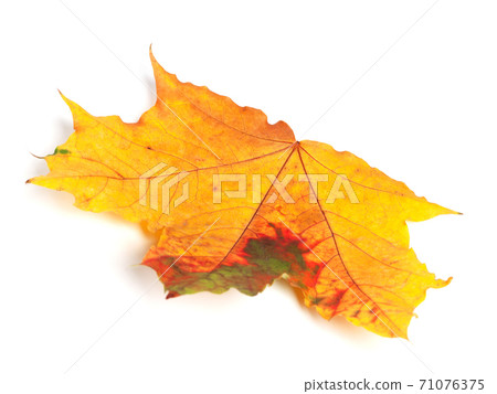 Multicolor autumn maple leaf on white background Multicolor autumn maple leaf on white background 71076375