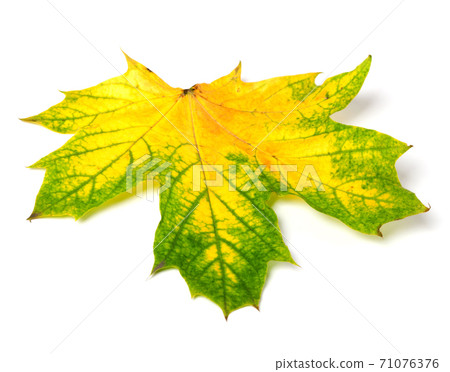 Yellowed autumn maple-leaf Yellowed autumn maple-leaf 71076376