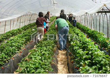 Strawberry picking Kishigawa Town, Wakayama Prefecture Strawberry picking Kishigawa Town, Wakayama Prefecture 71076647