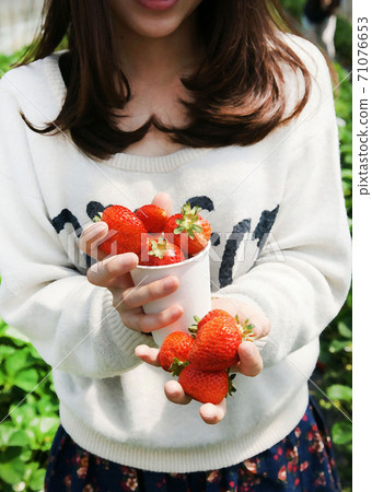 Strawberry picking Kishigawa Town, Wakayama Prefecture 71076653