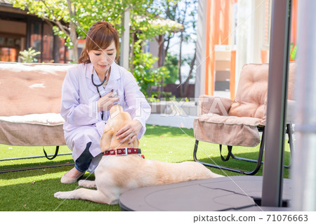 A veterinary doctor A veterinary doctor 71076663