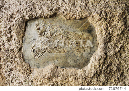 latimeria fish fossil 71076744