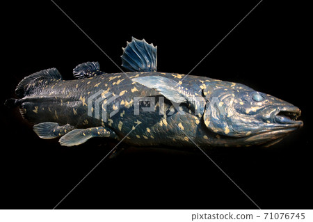 latimeria fish isolated 71076745