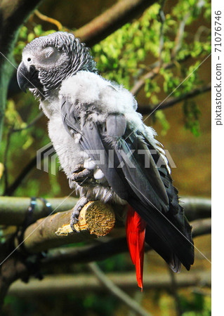 African Grey Parrot 71076746