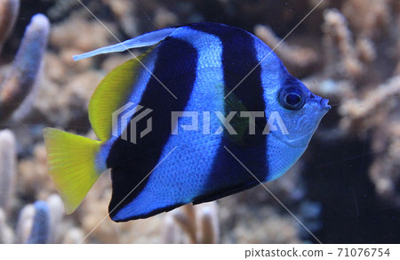 Pennant coralfish 71076754