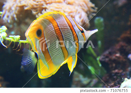 Copperband butterflyfish from the red sea 71076755