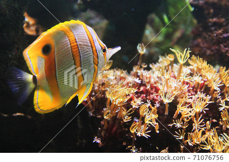 Copperband butterflyfish from the red sea 71076756