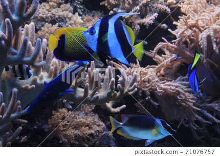 natural coral aquarium background 71076757