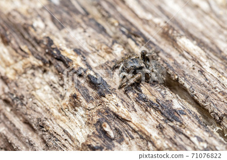 Yamazi Hetri 71076822