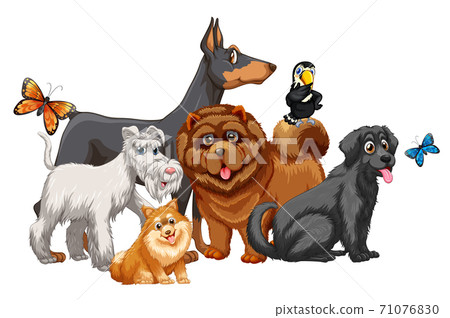 Cute animal dog group isolated on white background 71076830