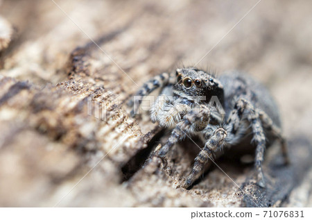 Yamazi Hetri 71076831