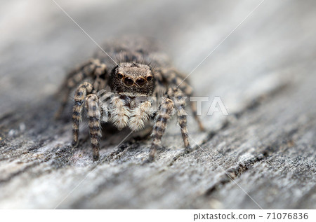 Yamazi Hetri 71076836