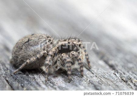 Yamazi Hetri Yamazi Hetri 71076839