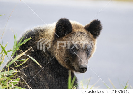一隻棕熊回望 一隻棕熊回望 71076942