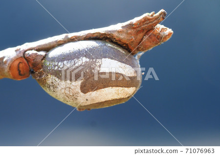 Cocoon of Iraga Cocoon of Iraga 71076963