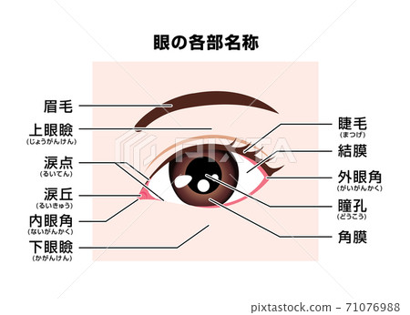 眼睛和眼睛周圍的每個部分的名稱矢量圖-插圖素材[71076988] - PIXTA圖庫