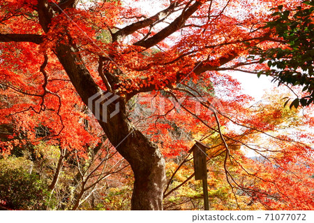 Autumn leaves of Shimonoseki and Togyoan Autumn leaves of Shimonoseki and Togyoan 71077072