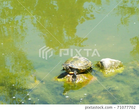 Turtle in the pond Turtle in the pond 71077702