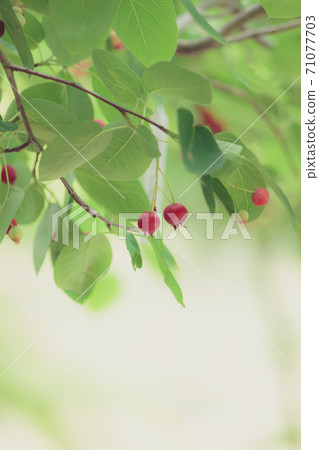 Junberry (vertical) Junberry (vertical) 71077703