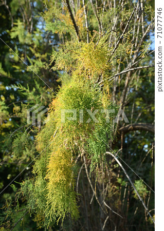 Tree: Tamarisk, Tamarisk family 71077746