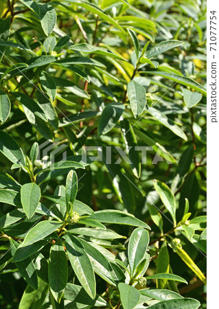 Tree: Mitsumata, Thymelaeaceae 71077754