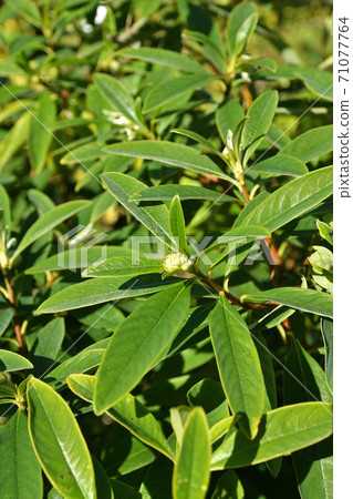 Tree: Mitsumata, Thymelaeaceae 71077764