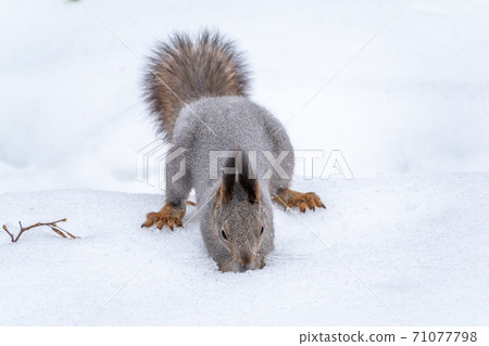 Squirrel hides nuts in the white snow 71077798