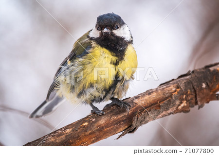 Tit with a damaged paw. Cute bird Great tit, songbird sitting on a branch without leaves in the autumn or winter. 71077800