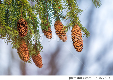 Green spruce branches with needles and cones in winter. Many cones on spruce. 71077803