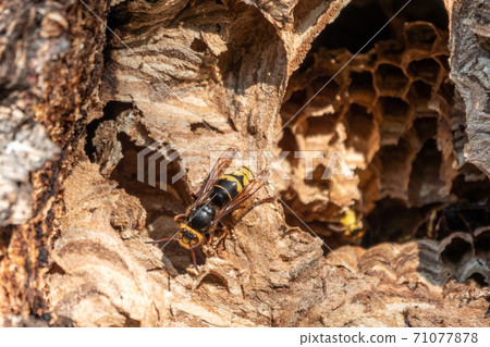 The European hornet, lat. Vespa crabro, is the largest eusocial wasp native to Europe The European hornet, lat. Vespa crabro, is the largest eusocial wasp native to Europe 71077878