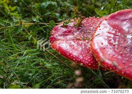 Amanita poisonous mushroom in the forest (Selective focus) Amanita poisonous mushroom in the forest (Selective focus) 71078273