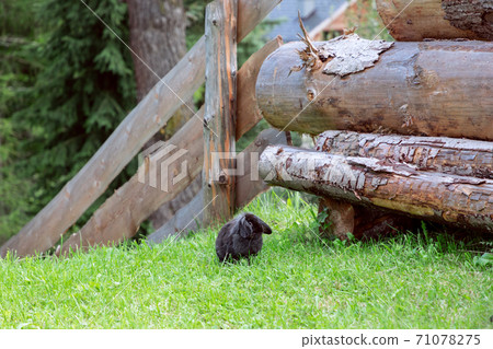 Black rabbit in the yard. Village scene. Lop-eared rabbit Black rabbit in the yard. Village scene. Lop-eared rabbit 71078275