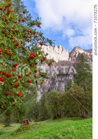Rowanberry on the tree. Rowan tree on the background of mountain peaks Rowanberry on the tree. Rowan tree on the background of mountain peaks 71078276