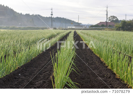 晨霧和洋蔥場 晨霧和洋蔥場 71078279