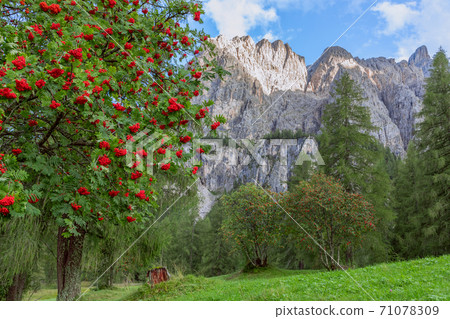 Rowanberry on the tree. Rowan tree on the background of mountain peaks 71078309