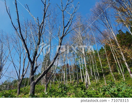 Trees in the blue sky background 71078315