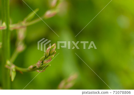 Adam's Needle bud. 71078806