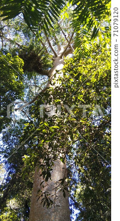 Rainforest trees Rainforest trees 71079120