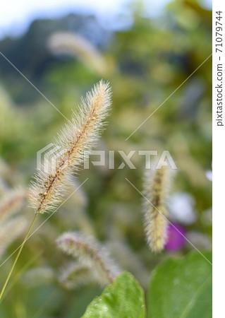 Golden green foxtail Golden green foxtail 71079744