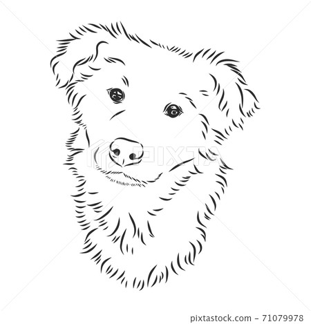 The old poor mangy dog look sad and lonely., mongrel, abandoned dog, vector sketch illustration The old poor mangy dog look sad and lonely., mongrel, abandoned dog, vector sketch illustration 71079978