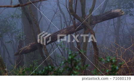 Fallen tree art 71080139