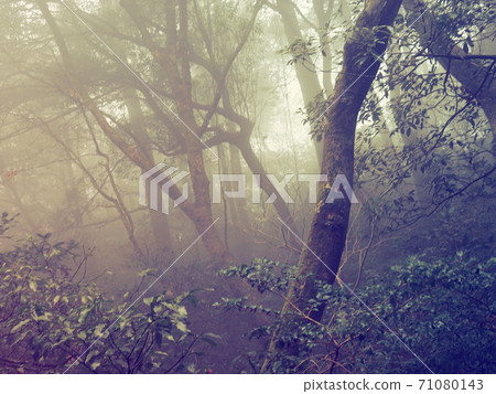 Surrounded by the fog in the mountains 71080143